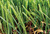 hybrid artifical turf with stem for landscaping