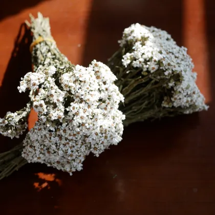 Wholesale Small White Dried Flowers and French White Plums