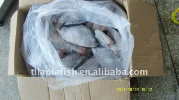 Supply Best Fresh Water Nile Tilapia Fish