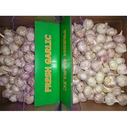 Hot Sale Normal Fresh Garlic