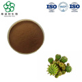 Pure Opuntia Dillenii Cactus Extract for Skin and Hair Care