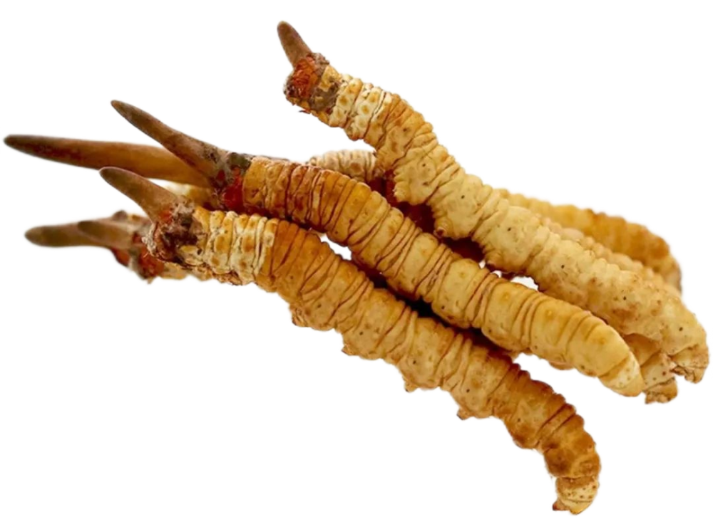 Cordyceps Extract powder