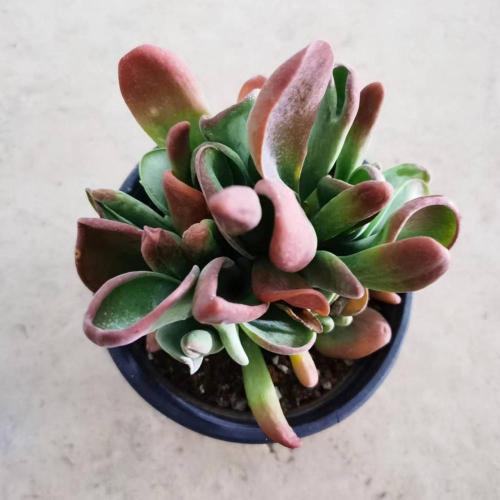 Cotyledon Tomentose Kalanchoe thyrsifolia in lower price Factory