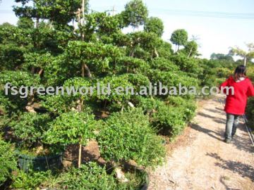 Carmona Microphylla big size nursery field