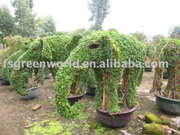 Carmona Microphylla elephane shape