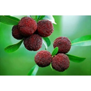Bayberry Bark Extract, Myricetin 80% ,90%,98%