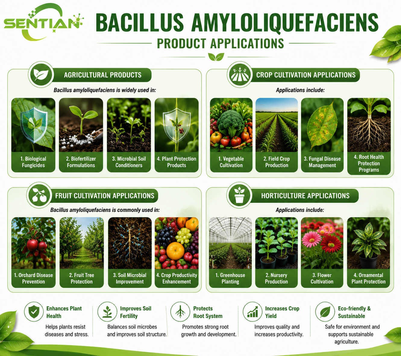 Bacillus amyloliquefaciens（2）