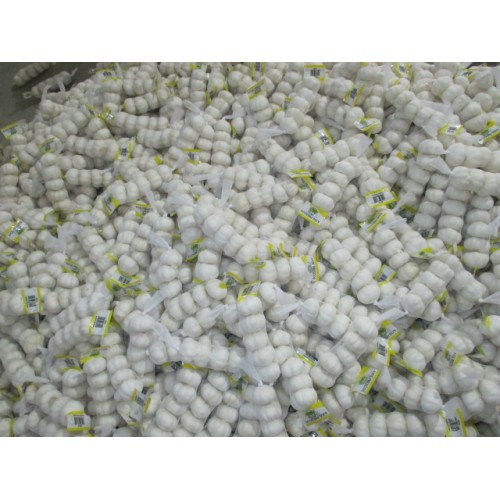 Crop 2020 Pure White Garlic