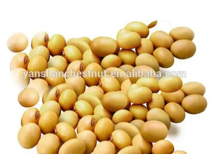 Organic Soybean with Nutritional value yellow soy beans