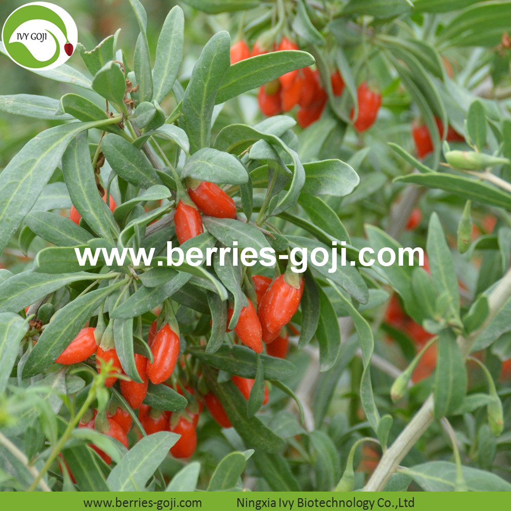 Goji berry 