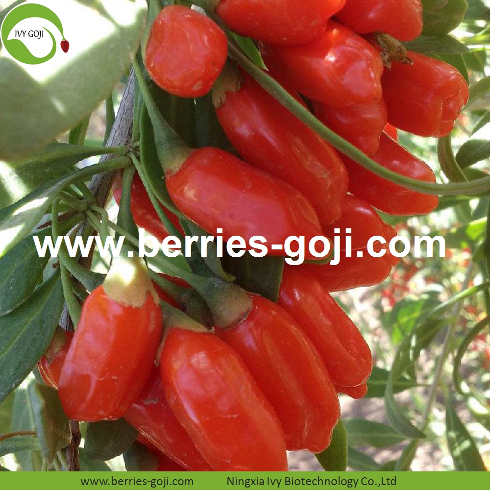  Goji berry