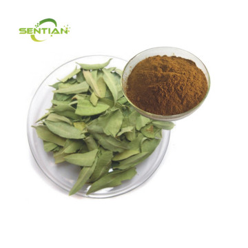 Apocynum Venetum Extract Powder