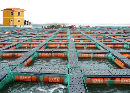 Farming Sea Bass Cage