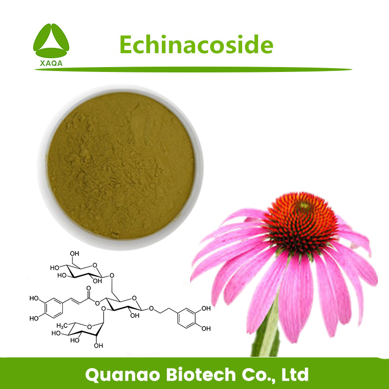 Echinacea Purpurea-extract Echinacoside 4% poederprijs