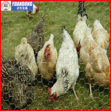 chicken coop galvanized wire mesh/chicken fence