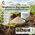 نظرة عامة على مسحوق Streptomyces jingyangensis Microbial لإدارة التربة والريزوسفير