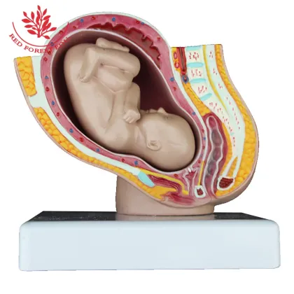 Reproductive Health Medical Science Kits: Pelvic Pregnancy Fetus Model for Obstetrics and Gynecology Study