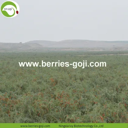 Factory Wholesale Nutrition Natural Zhongning Wolfberry