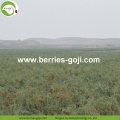 Factory Supply Nutrition Dried Lycium Barbarum