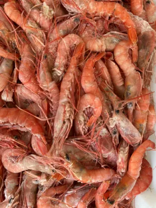 Frozen Red Deep Sea Prawn