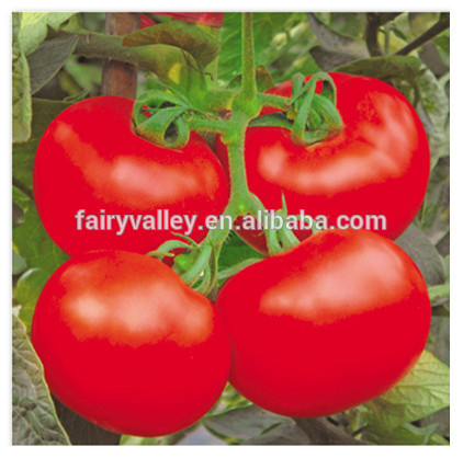 Chinese High Quality F1 Hybrid High Yield Big Red Greenhouse Tomato Seed For Sale-Fortune Baby