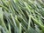cool artificial grass for your back yard