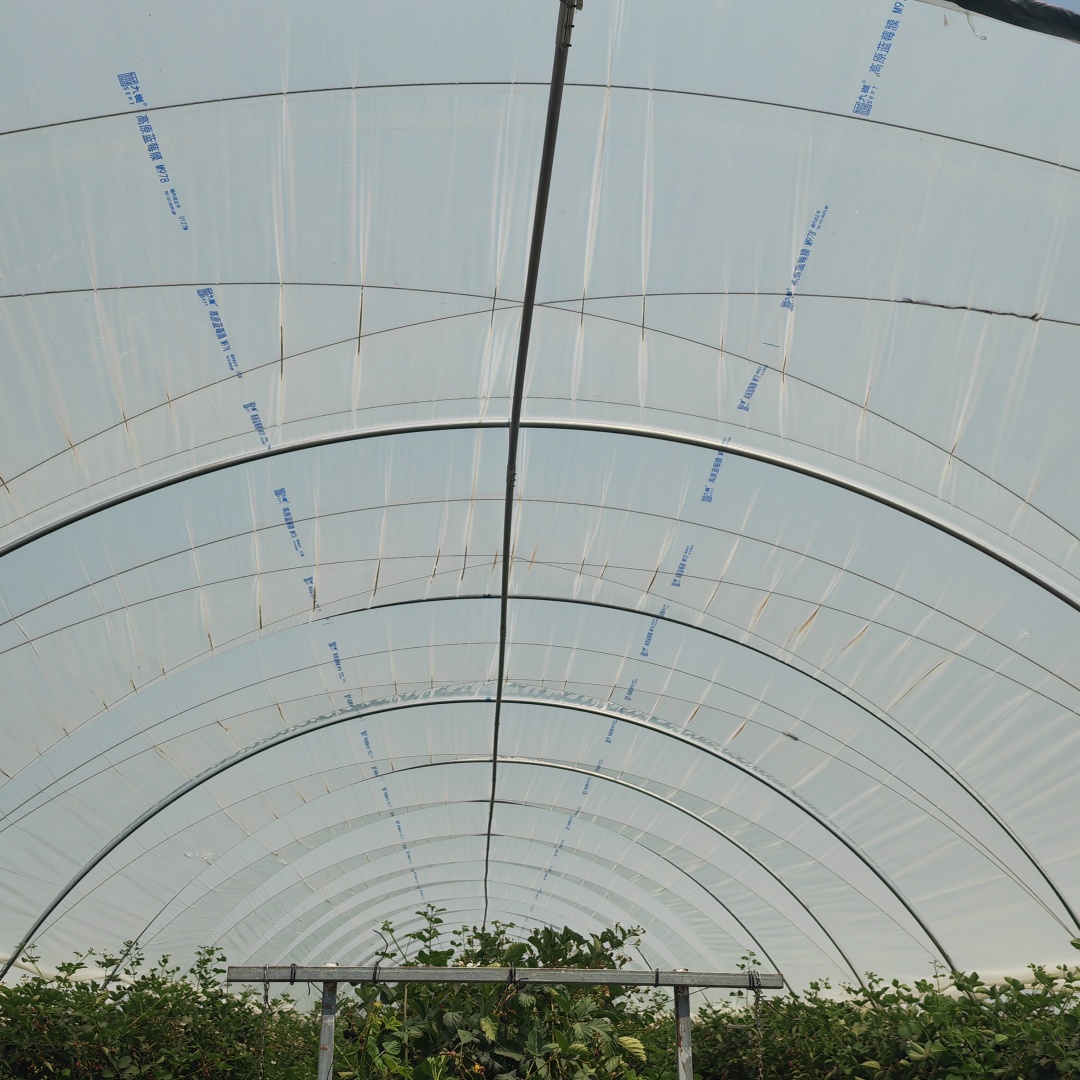 greenhouse_film (10)