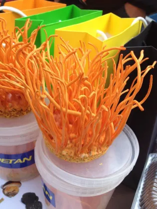 Gold Color Cordyceps Flowers/ Cordycep Militaris Mushrooms
