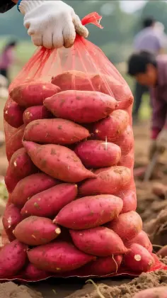 Premium Fresh Yunnan-Grown Honey Sweet Potatoes