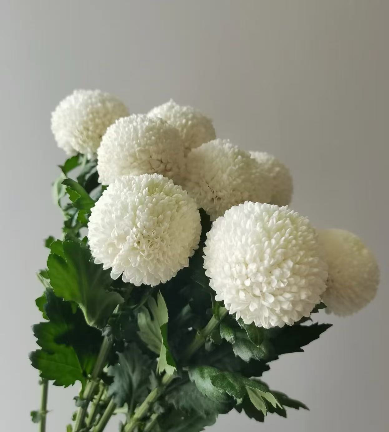 Standard white chrysanthemum Ping-pong