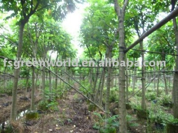 Spathodea campanulata landscaping trees