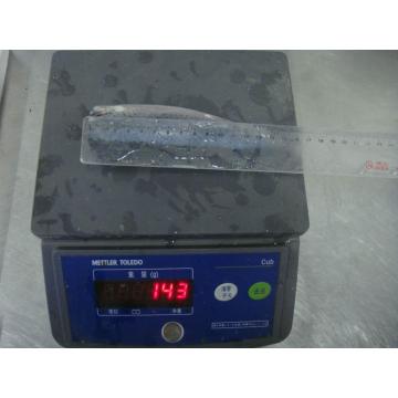 High Quality Seafood Frozen Mackerel Fish HGT