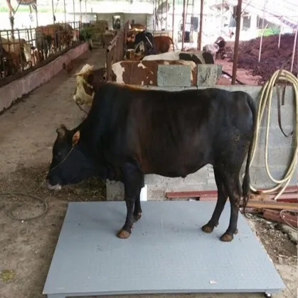 Livestock Weigh Scales: Pigs, Sheep, and Lambs
