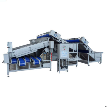 Shrimp Grading Machine Prawn Grader