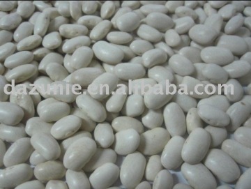 Medium White Kidney Beans