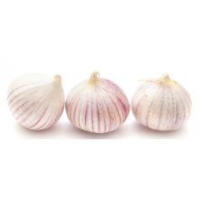 Cheap price 2021 new fresh garlic