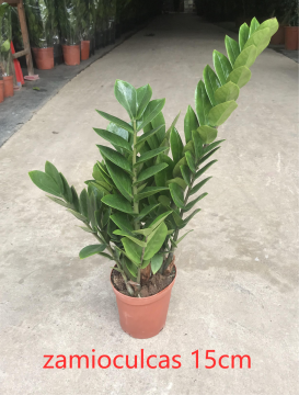 Zamioculcas zamiifolia 150# factory