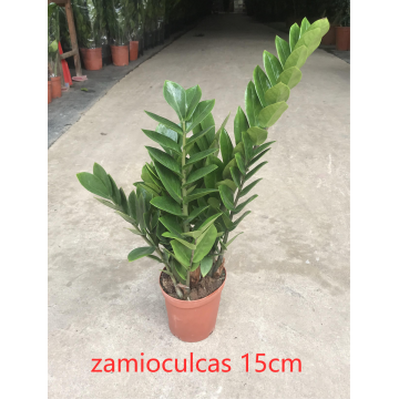 Zamioculcas Zamiifolia 150# 공장