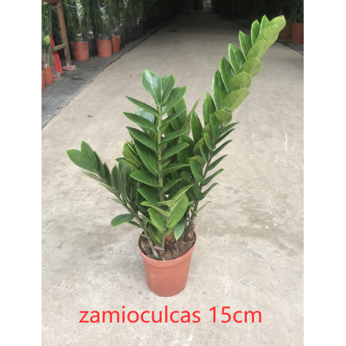 Zamioculcas Zamiifolia Zamioculcas zamiifolia 150# factory Supplier
