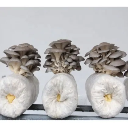fungus oyster mushroom seeds for dried mushrooms
