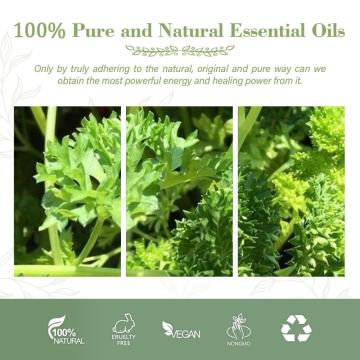 Top Grade Quality 100% Pure and Natural Parsley Seed Spice Essential Oil