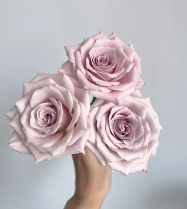 Manta Rose Single-Headed Flower Arrangement