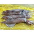  Whole Cleaned Uroteuthis Squid Frozen Loligo Squid Ship Freezing 18-22cm Supplier