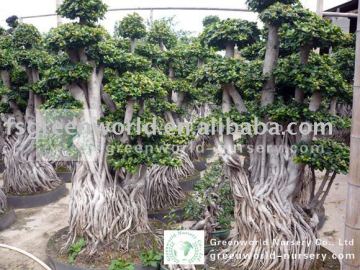 Ficus microcarpa root shape