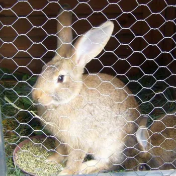 Poultry Plastic Hexagonal Wire Mesh Solid Cage