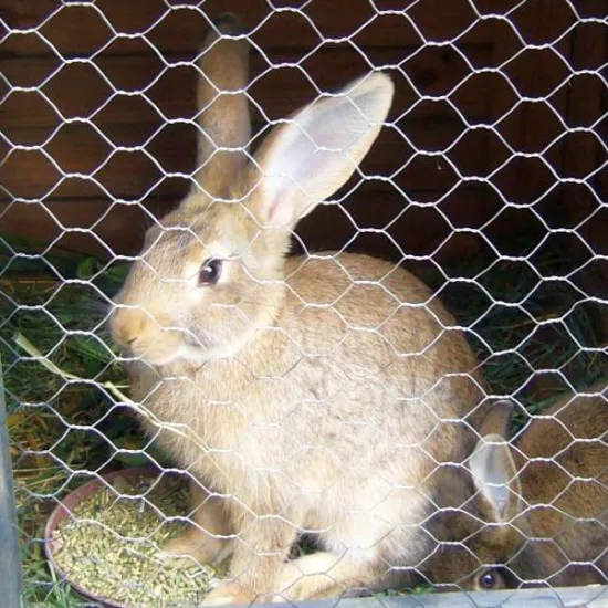 Poultry Plastic Hexagonal Wire Mesh Solid Cage