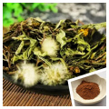 Natural Dandelion Extract for Detox and Immune Support
