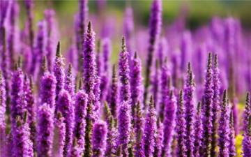 Lavender Essential Oil 10ml