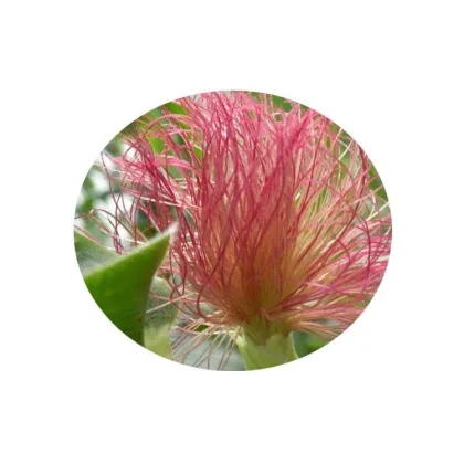 Corn Silk Extract Powder