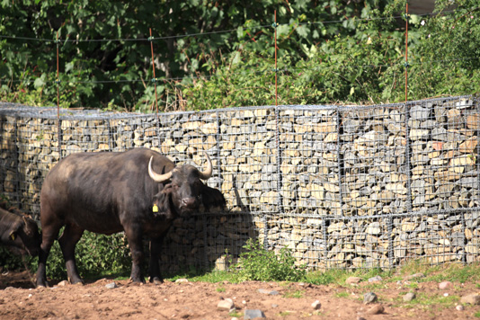 buffalo-in-front-of-gabion-baskets